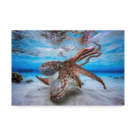 Trademark Fine Art Barathieu Gabriel 'Dancing Octopus' Canvas Art, 16x24 1X07855-C1624GG